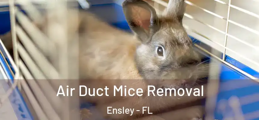 Air Duct Mice Removal Ensley - FL